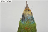 五色鳥藏品圖，第9張